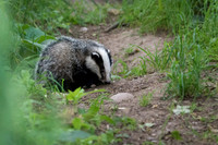 Badger Cub