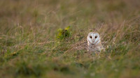 Barn Owl