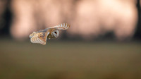 Barn Owl