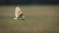 Barn Owl