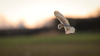 Barn Owl