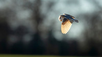 Barn Owl