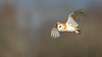Barn Owl