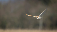 Barn Owl