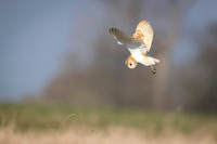 Barn Owl