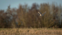 Barn Owl