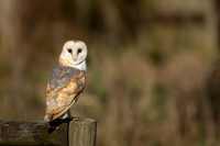 Barn Owl