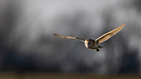 Barn Owl