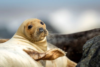 Grey Seal
