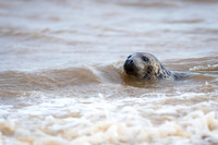 Grey Seal Swimming