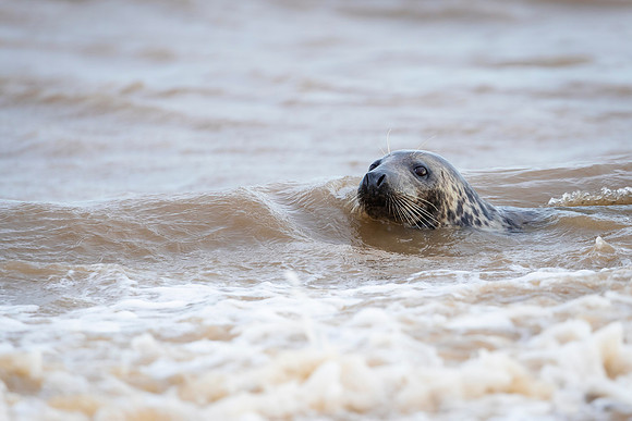 Grey Seal Swimming